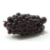 BUNCH OF GRAPES, PURPLE