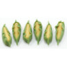 CORN, 6PC