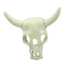 Steer's Head