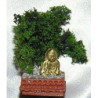 Bonsai Tree Set