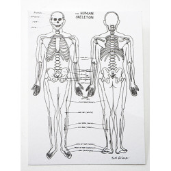 Skeleton Chart