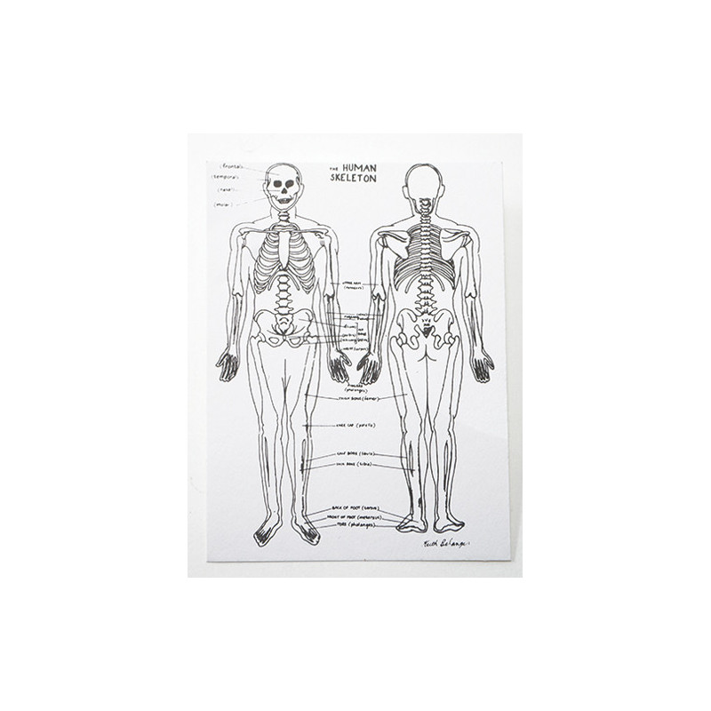 Skeleton Chart