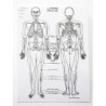 Skeleton Chart