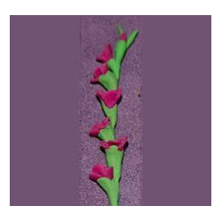 GLADS, DK PINK, PER STEM