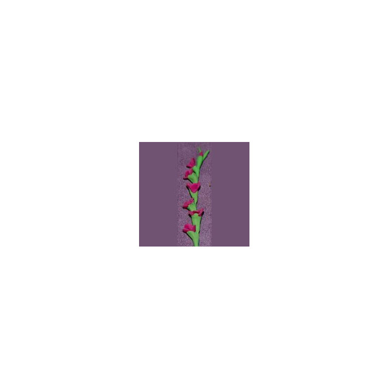 GLADS, DK PINK, PER STEM