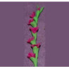 GLADS, DK PINK, PER STEM