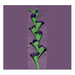 GLADS, DK PURPLE, PER STEM