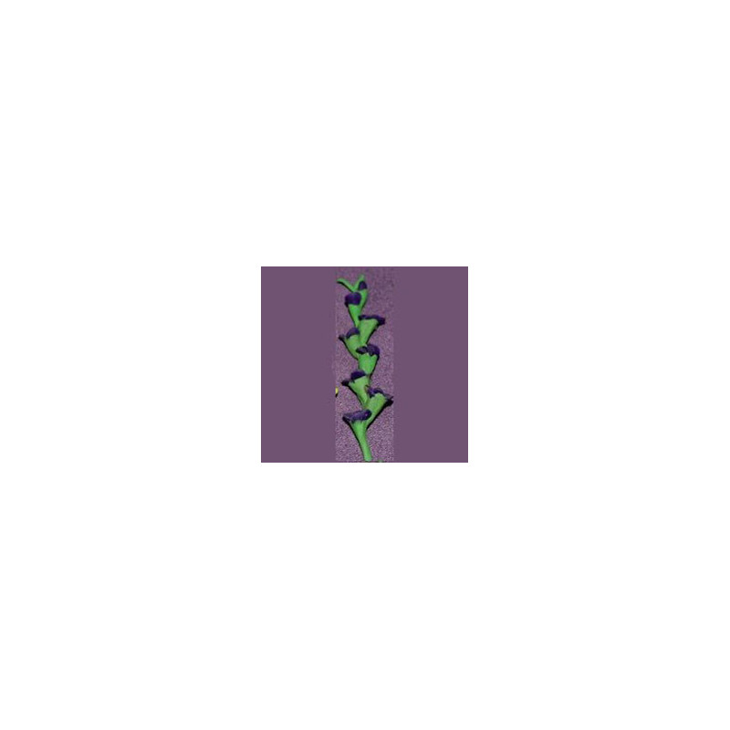 GLADS, DK PURPLE, PER STEM