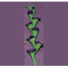 GLADS, DK PURPLE, PER STEM