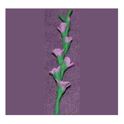 GLADS, LAVENDER, PER STEM