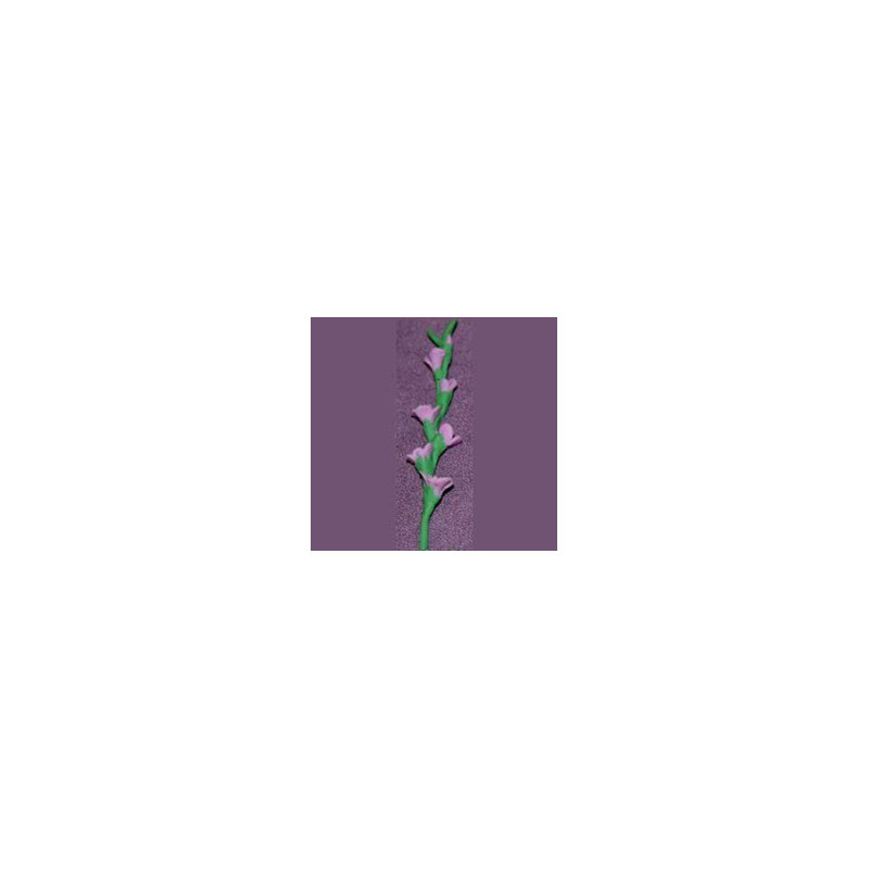 GLADS, LAVENDER, PER STEM