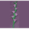 GLADS, LAVENDER, PER STEM