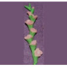 GLADS, LT PINK, PER STEM
