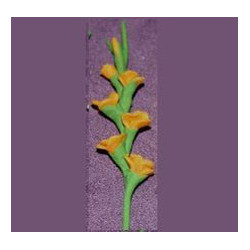 GLADS, ORANGE, PER STEM