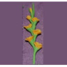 GLADS, ORANGE, PER STEM