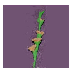 GLADS, PEACH, PER STEM