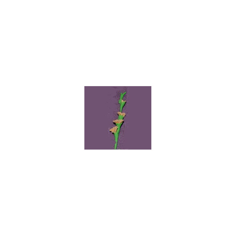 GLADS, PEACH, PER STEM