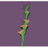 GLADS, PEACH, PER STEM