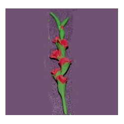 GLADS, RED, PER STEM