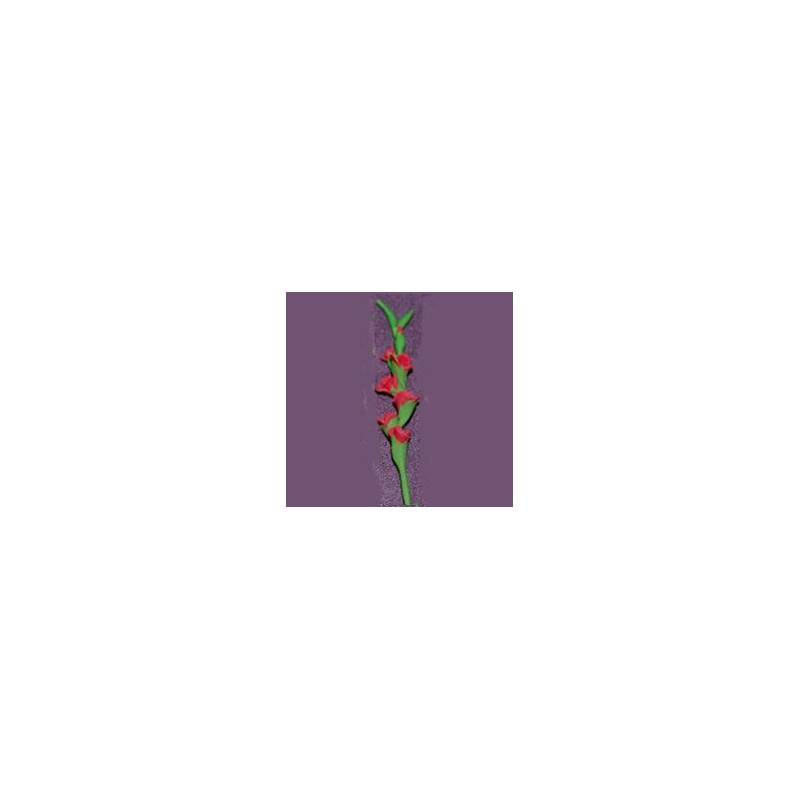 GLADS, RED, PER STEM