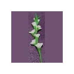 GLADS, WHITE, PER STEM