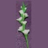 GLADS, WHITE, PER STEM