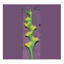 GLADS, YELLOW, PER STEM