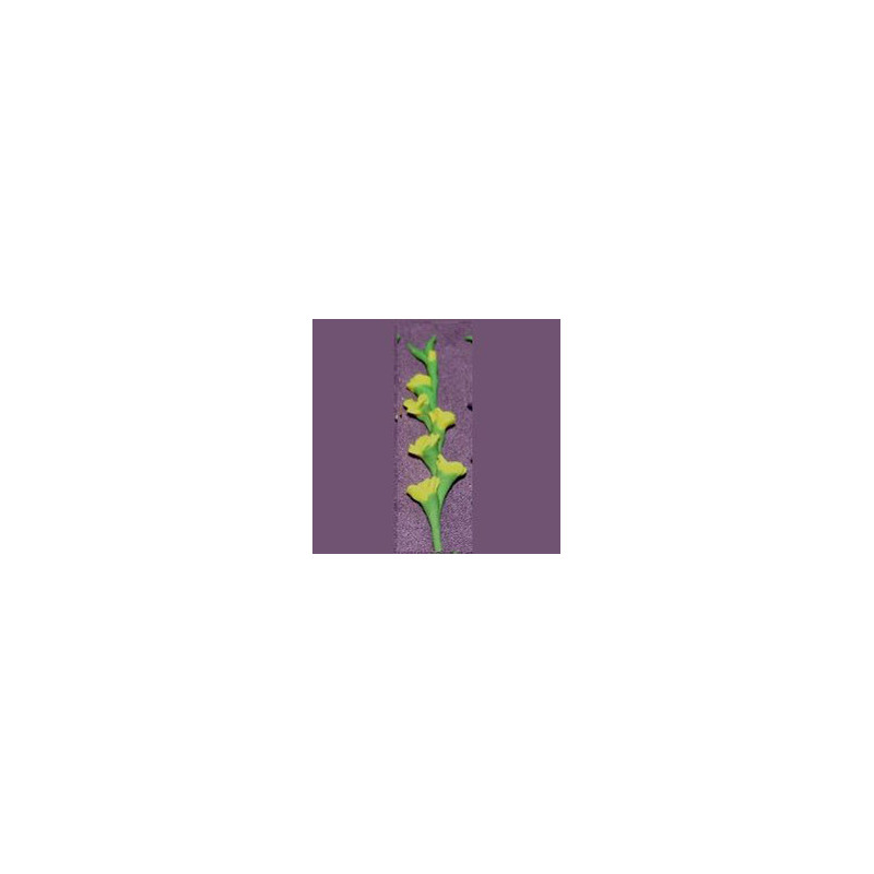 GLADS, YELLOW, PER STEM