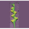 GLADS, YELLOW, PER STEM