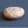 PIE MERINGUE