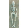 Small Skeleton