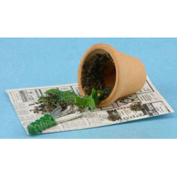 Plant On Newspaper