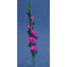 Glads, Medium Purple