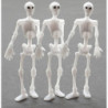 2In Skeletons 3Pcs