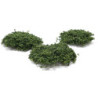 Wild Bushes - Medium Green, 20 Pieces