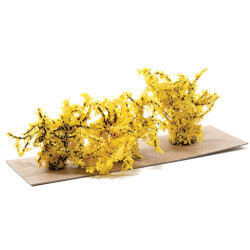 1" Yellow Forsythia Bush (3)