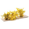 1" Yellow Forsythia Bush (3)