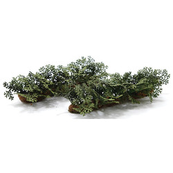 Fern Row, 2 pack