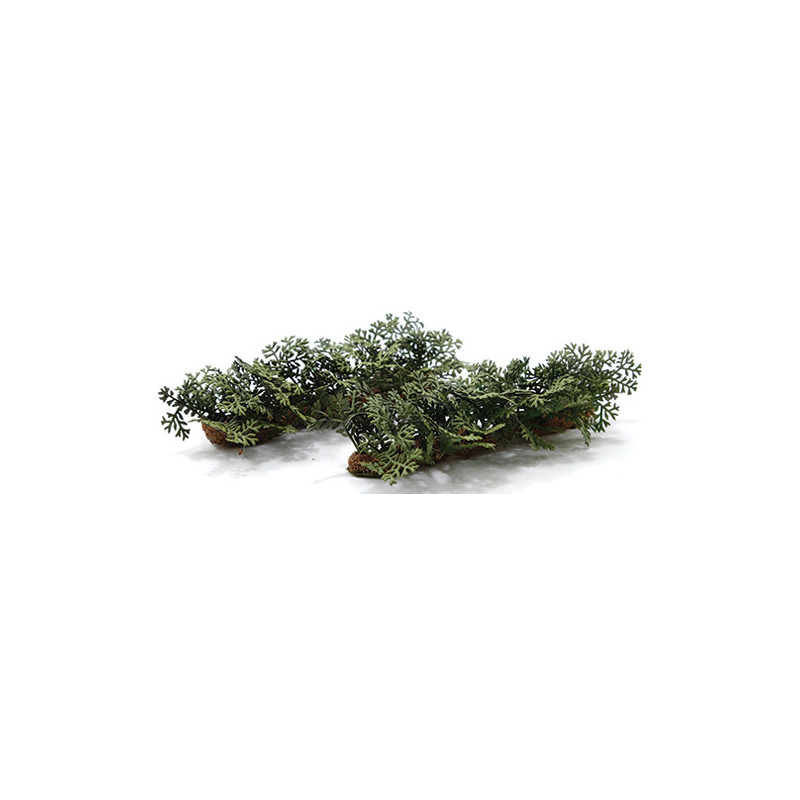Fern Row, 2 pack