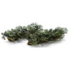 Fern Row, 2 pack