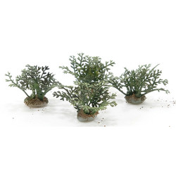 Fern Plants, 4 Pieces