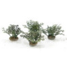 Fern Plants, 4 Pieces