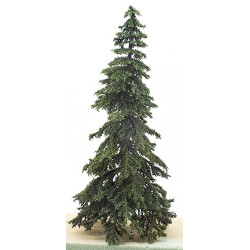 Appalachian Green Spruce, 8 Inches