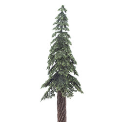Ponderosa Pine, 8 Inches