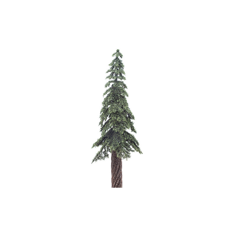 Ponderosa Pine, 8 Inches