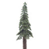 Ponderosa Pine, 8 Inches