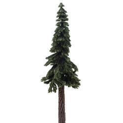 Ponderosa Pine, 10 Inches