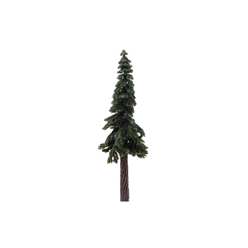 Ponderosa Pine, 10 Inches