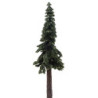 Ponderosa Pine, 10 Inches