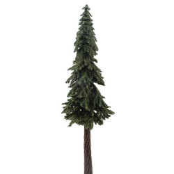 Ponderosa Pine, 12 Inches